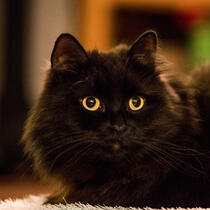 Pictured: the face of a wide-eyed black cat
